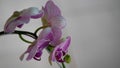 Beautiful orchid flower in garden with buds Royalty Free Stock Photo