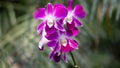 Beautiful orchid flower in garden Royalty Free Stock Photo