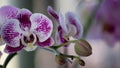 Beautiful orchid flower in garden with buds Royalty Free Stock Photo