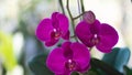 Beautiful purple orchid flower in garden with buds Royalty Free Stock Photo