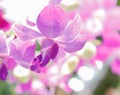 Beautiful orchid flower in garden