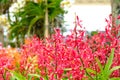 Beautiful orchid flower and green leaves background in the garden .Orchids close up, red Orchid Wall Decoration Interior Royalty Free Stock Photo