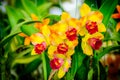 Beautiful orchid flower and green leaves background in the garden .Colorful of orchid flower at garden Thailand Royalty Free Stock Photo