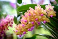 Beautiful orchid flower and green leaves background in the garden .Colorful of orchid flower at garden Thailand Royalty Free Stock Photo