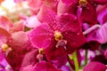 Beautiful orchid flower and green leaves background in the garden .Orchids close up, Red Orchid Wall Decoration Interior Royalty Free Stock Photo