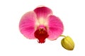 Beautiful orchid flower with isolated on white background and natural background. Bouquet of pink and white. Clipping path Royalty Free Stock Photo