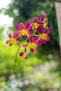 Beautiful orchid flower on natural background.  Bouquet of purple and white. Royalty Free Stock Photo