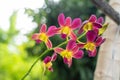 Beautiful orchid flower on natural background.  Bouquet of purple and white. Royalty Free Stock Photo