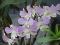 beautiful orchid flower photos,