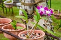 Beautiful orchid flower in the pot Royalty Free Stock Photo