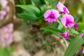 Beautiful orchid flower, Purple orchid in pink orchid. Flowers on abstract spring nature background. Royalty Free Stock Photo