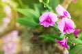 Beautiful orchid flower,  Purple pink orchid in a Garden Royalty Free Stock Photo