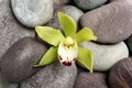 Beautiful orchid flower among spa stones Royalty Free Stock Photo