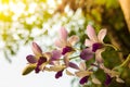 Orchid flower in tropical garden close up. Floral background. Royalty Free Stock Photo