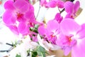 Beautiful orchid flowers blooming in the garden with nature background, Pink Phalaenopsis orchid Royalty Free Stock Photo