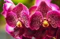 Beautiful orchid flowers close up macro, large pink petals with white dots Royalty Free Stock Photo