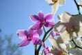 Beautiful orchid flowers Royalty Free Stock Photo