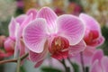 Beautiful orchid flowers Royalty Free Stock Photo