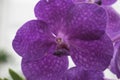 Beautiful orchid flowers Royalty Free Stock Photo