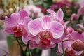 Beautiful orchid flowers Royalty Free Stock Photo