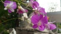 Beautiful orchid flowers at the garden in Thailand. Royalty Free Stock Photo