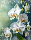 beautiful orchid flowers make a pretty floral background or border