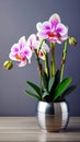 Beautiful orchid flowers in metallic silver pot on gray background.