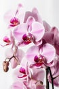 Beautiful orchid flowers. Twig blossoming orchids isolated on white background