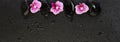 Beautiful orchid flowers and wet zen massage stones on black background, spa top view flat lay Royalty Free Stock Photo