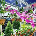Beautiful, orchid, garden, flower, grow, backyard,