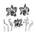 Beautiful Orchid. Hand drawn set isolated on white background black contour sketch. Vector