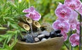 Beautiful orchid and little fountain in a garden Royalty Free Stock Photo