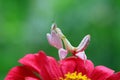 Beautiful orchid mantis comouflage on flowers Royalty Free Stock Photo