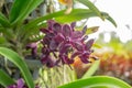 Beautiful orchid named Vandachostylis Sri-Siam within the flower garden