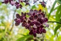 Beautiful orchid named Vandachostylis Sri-Siam within the flower garden