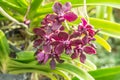 Beautiful orchid named Vandachostylis Sri-Siam within the flower garden