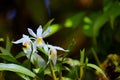 Forest Orchid found above 2500 meters