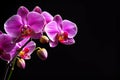Beautiful Orchid Over Black with Copy-Space for Text Royalty Free Stock Photo