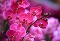 Beautiful orchid - phalaenopsis Royalty Free Stock Photo