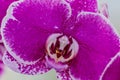 Beautiful orchid with pink petals with white border and red pistil Royalty Free Stock Photo