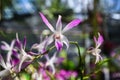 Beautiful orchid in plant nursery Royalty Free Stock Photo