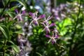 Beautiful orchid in plant nursery Royalty Free Stock Photo