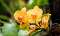 beautiful orchid plants decorate the yard of the house Royalty Free Stock Photo