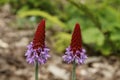 Beautiful Orchid Primrose - Primula Vialii in the Garden Royalty Free Stock Photo