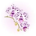Beautiful Orchid purple with dots white Phalaenopsis stem with flowers and buds closeup vintage vector editable illustration