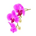 Beautiful Orchid purple Phalaenopsis stem with flowers and buds closeup vintage vector