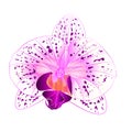 Beautiful Orchid purple and white flower closeup vintage vector editable illustration