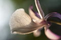 Beautiful orchid solf focus Royalty Free Stock Photo