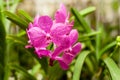 Beautiful orchid. Vanda or Vanda coerulea Griff. Various flower close up from bouquet Royalty Free Stock Photo