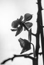 Beautiful orchid in window with soft smooth background